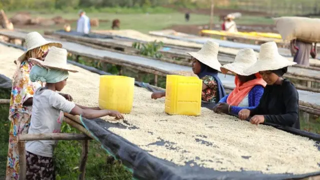 Namoota buna secce'aa jiran