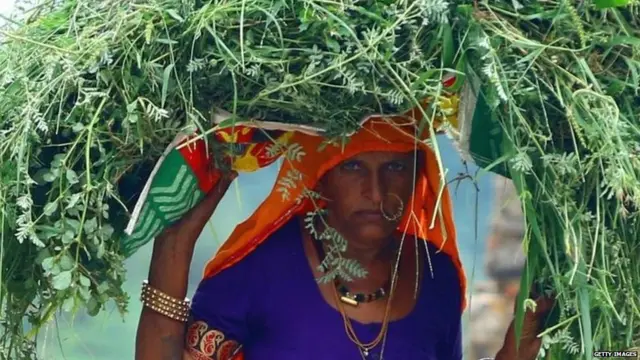 ਖੇਤੀਬਾੜੀ