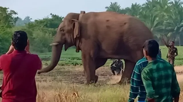 தனது சொந்தங்களைத் தேடும் யானை 'சின்னத்தம்பி'