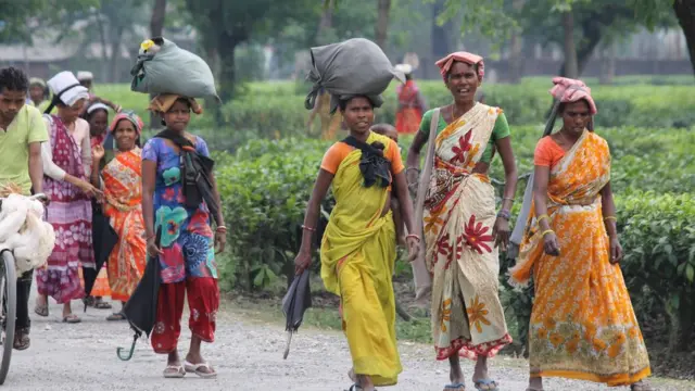 चाय बागान मजदूर