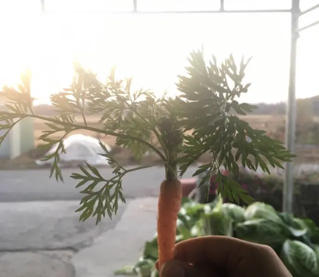 수빈, 정빈 씨 집에서 직접 수확한 당근