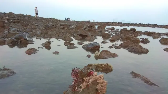 शिवस्मारकाच्या प्रत्यक्ष जागेवर दिसणारे प्रवाळ. कायद्याच्यादृष्टीने हे प्रवाळ संवेदनशील आहेत.