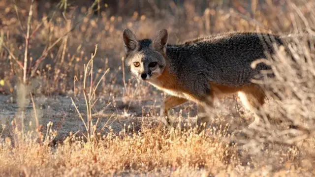 Patricio Robles Gil/naturepl.com