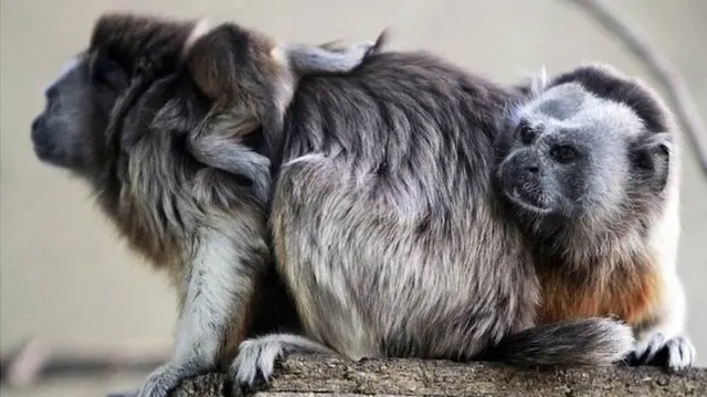 मर्मोसेट