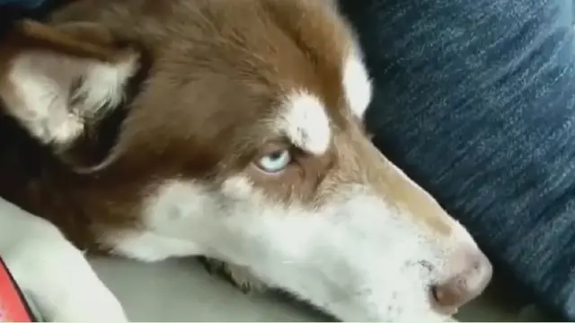 हस्की जातीचा कुत्रा