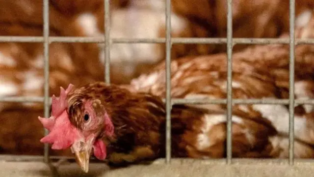 પ્રતીકાત્મક તસવીર