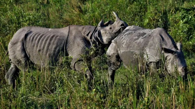 பிபிசி தமிழ் நேயர்களின் மெய்சிலிர்க்க வைக்கும் வன உயிரின படங்கள்