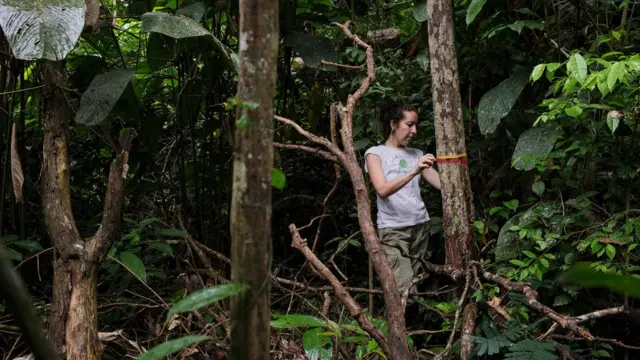 Autora principal do estudo, Erika Berenguer, medindo árvoresicecasino com 25 eurouma floresta amazônica queimada durante o El Niñoicecasino com 25 euro2015