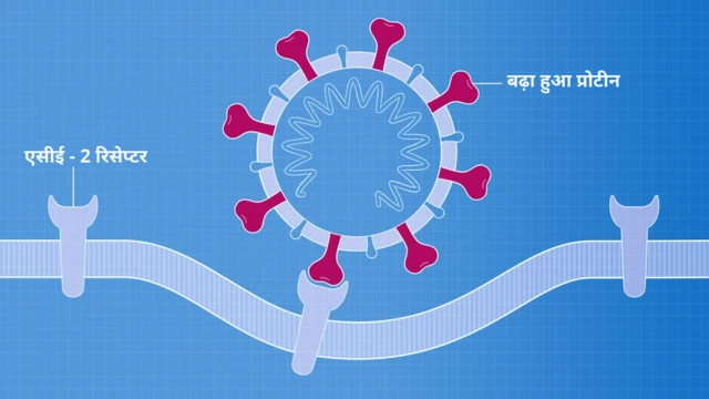 कोरोना वायरस का इंसानी कोशिका से संपर्क