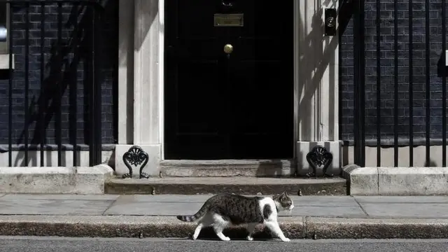 बिल्लियां, cats