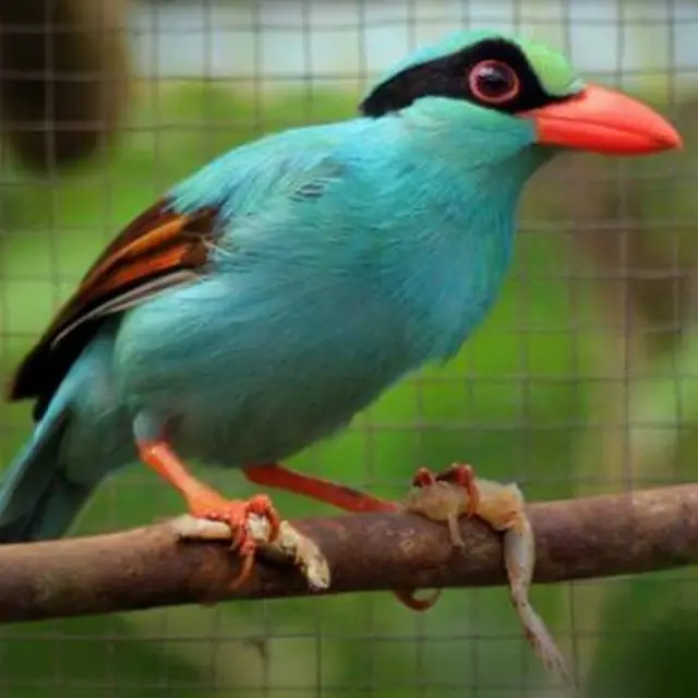 Urraca colicorta sin su pigmentación verde natural.