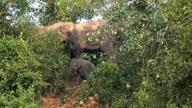 হাতি দলবদ্ধ হয়ে চলাচল করে।