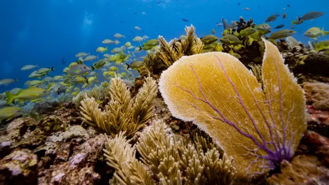 Коралові рифи