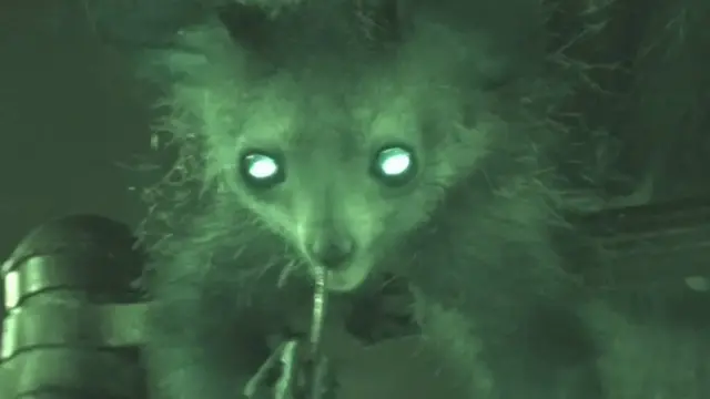 மூக்கை விரலால் நோண்டும் லெமூர்