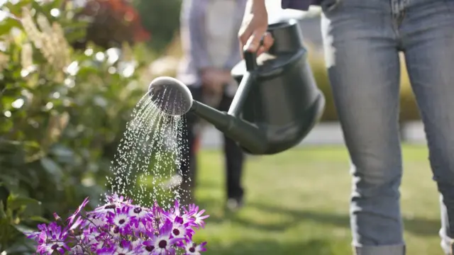 regadera sobre planta de flores