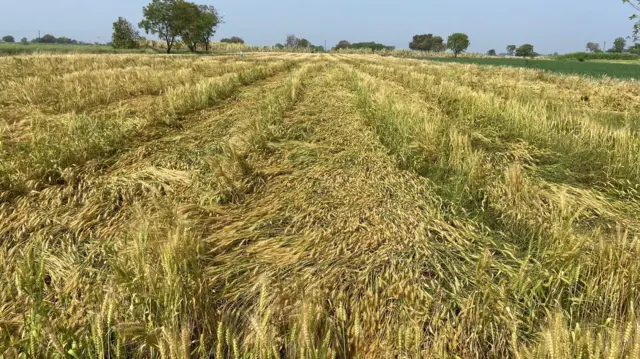 फकिरराव यांच्या शेतातील गहू.