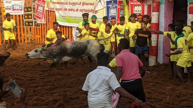 பாலமேடு ஜல்லிக்கட்டு தொடங்கியது: திமிலை பிடித்த வீரரை சுழற்றி வீசிய காளை