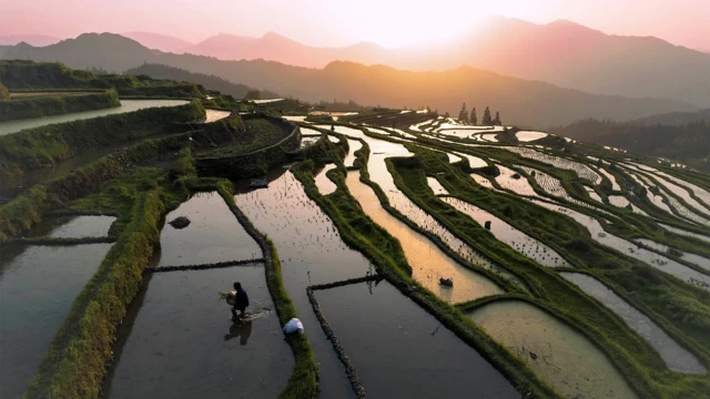 สารหนูในข้าวอาจเพิ่มขึ้นเนื่องจากระดับ CO2 และอุณหภูมิยังคงเพิ่มขึ้น