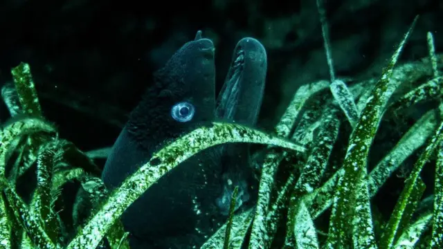 A moray eel, or Muraena helena, swimming over neptune grass, or Posidonia Oceanica, in the Roustaud reef near La Ciotat in southern France. 