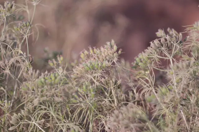 જીરાના છોડમાં તૈયારે થઈ ગયેલ જીરાના દાણા 