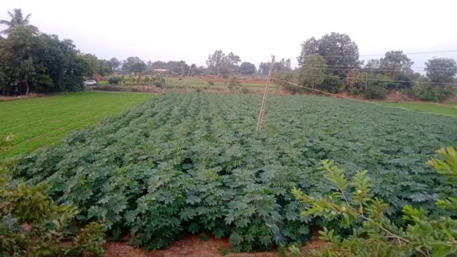 કૃષિ ગુજરાત 