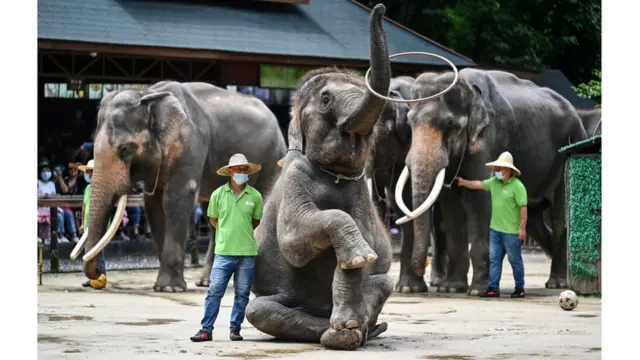 யானைகள் இறப்பு