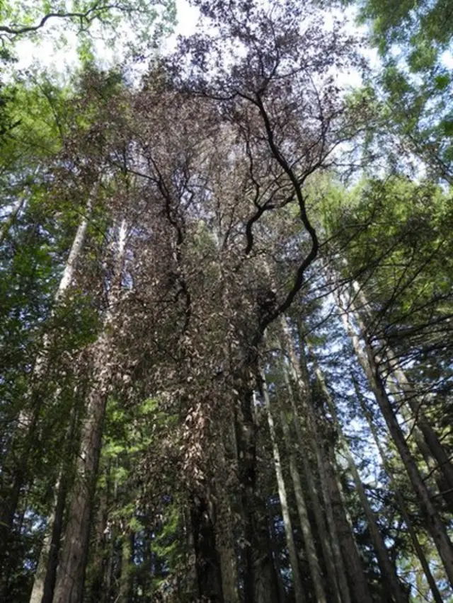 Árboles de California