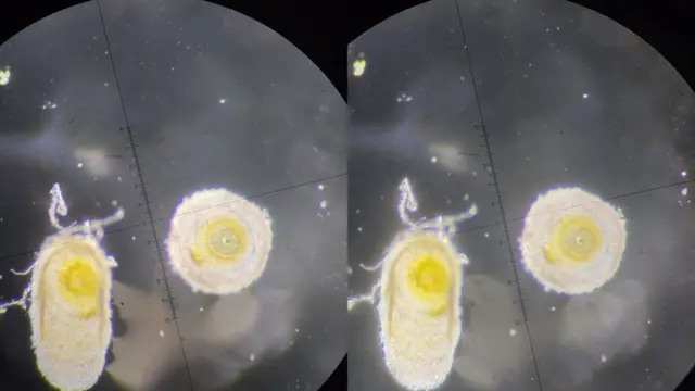 Кивиден аныкталган тыт калканчасы 