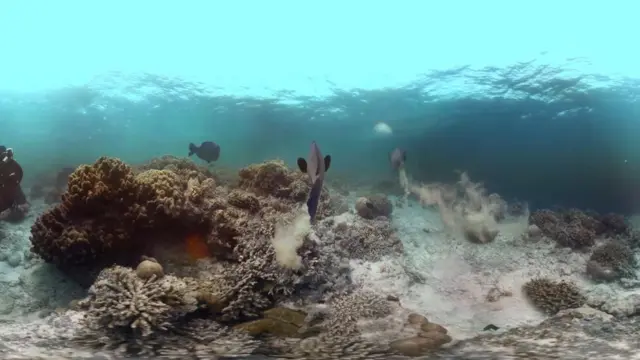 Peixes que se alimentamroleta da betanocorais