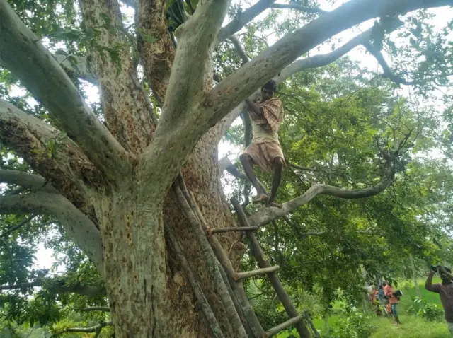 చెట్టుపై నుంచి దిగుతున్న గ్రామస్థుడు