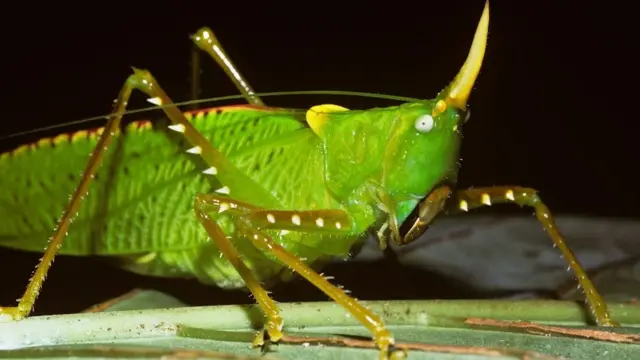 У тропічних коників вуха розташовані на колінах