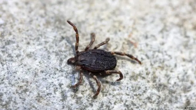 เห็บในยุคปัจจุบันจากประเทศสเปน