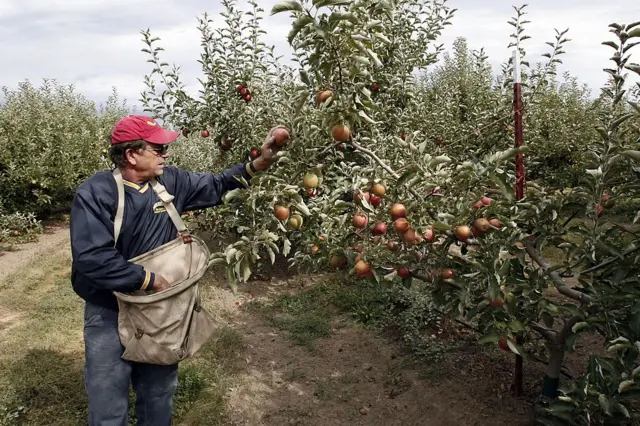 هند دومین بازار بزرگ سیب واشنگتن و بادام کالیفرنیاست