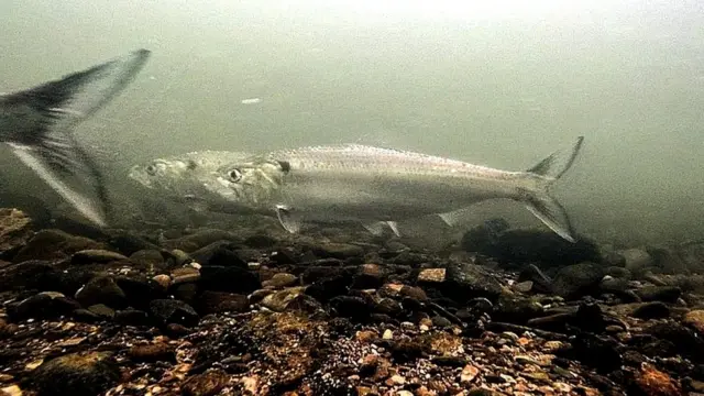 मछली, ग्वादर, बलूचिस्तान, पाकिस्तान