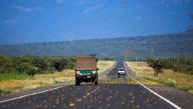 FAo waxa ka digeysaa in ayaxan uu sababo dhibaato cunto la'aan ah.