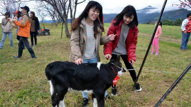 台東某觀光牧場(台灣中央社圖片25/1/2017)