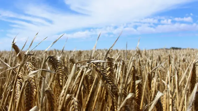 中国对澳洲进口的大麦实施关税，令澳洲出口到中国的大麦数量急跌，但对其他国家的出口量上升，令总出口量比实施关税前还要多。