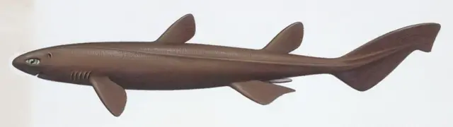 kitefin shark