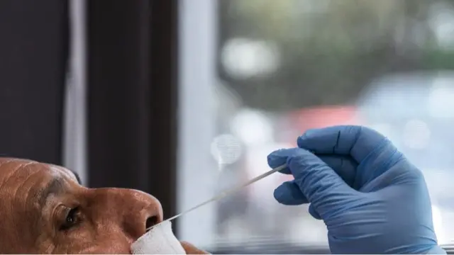 Test de covid a paciente mexicano