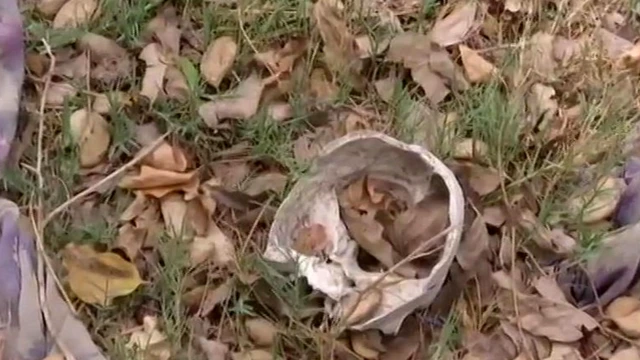 ਮਨੁੱਖੀ ਪਿੰਜਰ