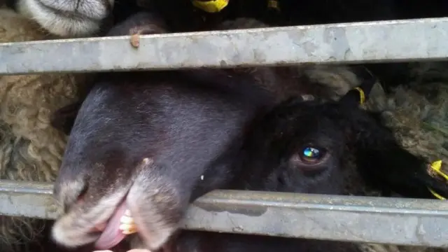 Вівці в загоні