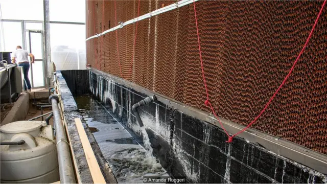 ruang pendingin, air laut