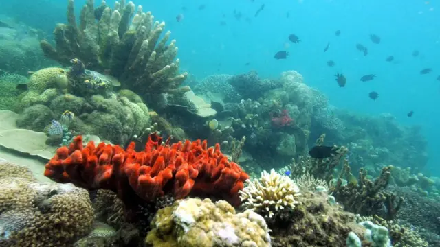 巴拉望水底珊瑚