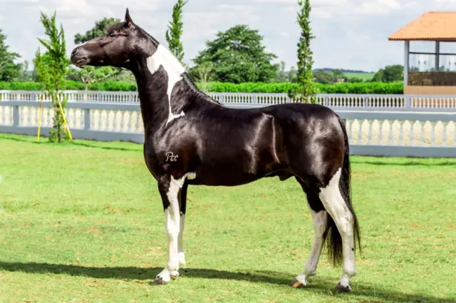 Cavalo Franco do Pec