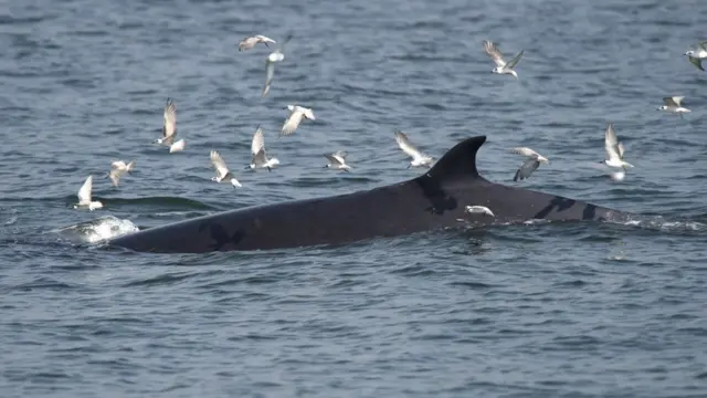 วาฬบรูด้า ในทะเลอ่าวไทย