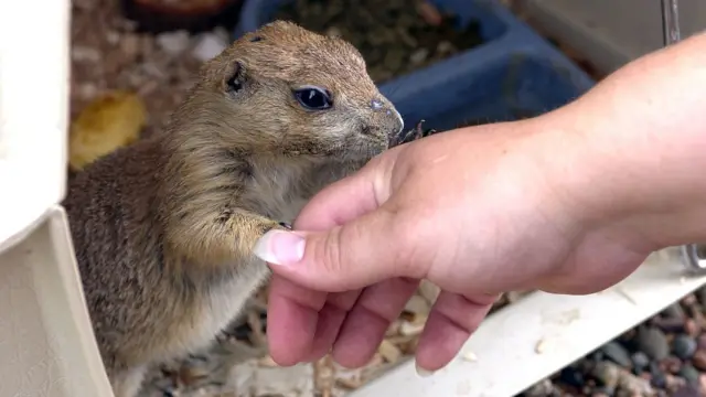 Una mano acariciando un perrito de la pradera