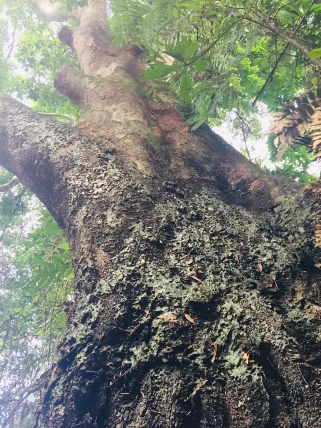 කෲඩියා සිලනිකා