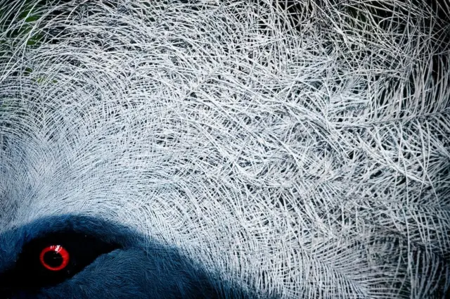 The eye of a Western crowned-pigeon