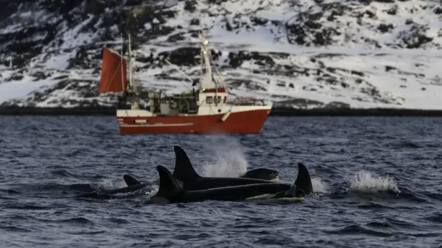 Рыболовы и косатки в Норвегии