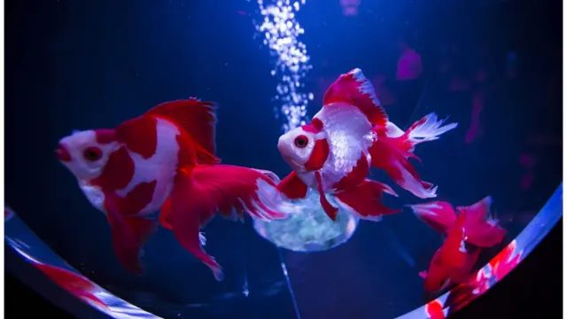 ジャパン2020】 金魚に魅せられた日本人 愛され続ける理由は